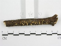 登錄號:F0003307藏品圖，第3張
