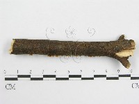 登錄號:F0003307藏品圖，第5張
