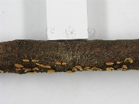 登錄號:F0003307藏品圖，第8張