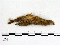 登錄號:F0003309藏品圖，第1張