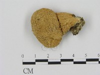 登錄號:F0003310藏品圖，第1張