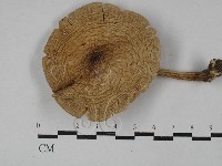 登錄號:F0003311藏品圖，第1張