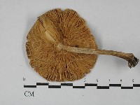 登錄號:F0003311藏品圖，第3張
