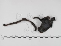 登錄號:F0003312藏品圖，第3張