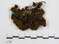 登錄號:F0003313藏品圖，第1張