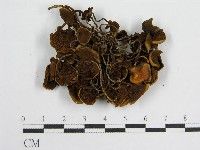 登錄號:F0003313藏品圖，第3張