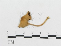 登錄號:F0003315藏品圖，第1張