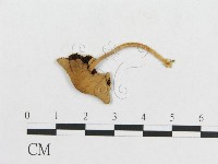 登錄號:F0003315藏品圖，第3張