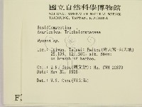 小菇屬藏品圖，第2張