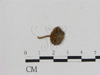 小菇屬藏品圖，第1張