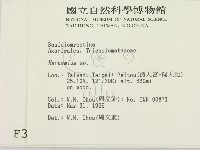 小皮傘屬藏品圖，第2張