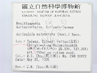 毛木耳藏品圖，第2張