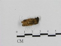 登錄號:F0003319藏品圖，第3張