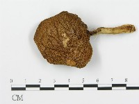 登錄號:F0003320藏品圖，第4張