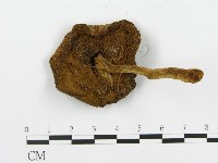 登錄號:F0003320藏品圖，第5張