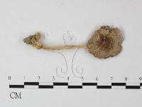 登錄號:F0003321藏品圖，第1張