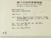 鵝膏屬藏品圖，第2張