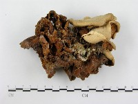 登錄號:F0003324藏品圖，第1張