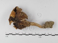 登錄號:F0003328藏品圖，第1張