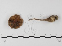 登錄號:F0003331藏品圖，第1張