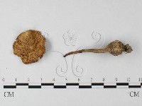 登錄號:F0003331藏品圖，第3張