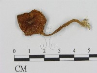 登錄號:F0003332藏品圖，第1張