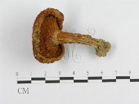 登錄號:F0003334藏品圖，第3張