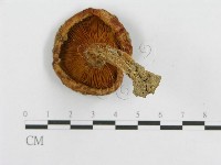 登錄號:F0003334藏品圖，第6張