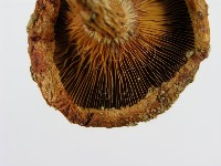 登錄號:F0003334藏品圖，第7張