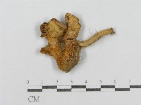 紅菇屬藏品圖，第1張