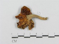 紅菇屬藏品圖，第3張