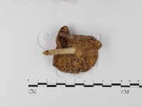 登錄號:F0003336藏品圖，第1張