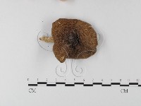 登錄號:F0003336藏品圖，第3張