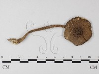 登錄號:F0003337藏品圖，第1張