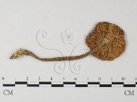 登錄號:F0003337藏品圖，第3張