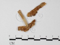 登錄號:F0003338藏品圖，第1張