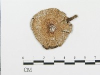 登錄號:F0003339藏品圖，第1張