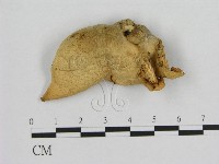 登錄號:F0003340藏品圖，第1張