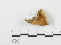 側耳屬藏品圖，第1張