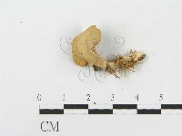 側耳屬藏品圖，第3張