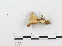 側耳屬藏品圖，第4張