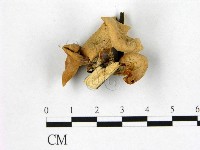 登錄號:F0003342藏品圖，第1張