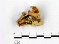 登錄號:F0003342藏品圖，第3張