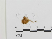 登錄號:F0003344藏品圖，第1張