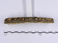 韌革菌屬藏品圖，第5張
