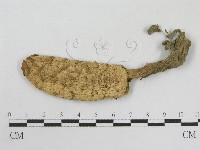登錄號:F0003347藏品圖，第3張