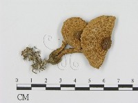 登錄號:F0003348藏品圖，第3張