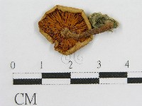 登錄號:F0003351藏品圖，第1張