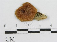 登錄號:F0003351藏品圖，第3張