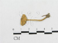 登錄號:F0003352藏品圖，第1張